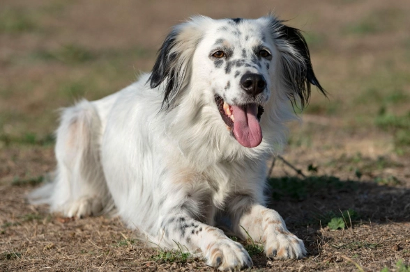 老狗心脏病末期