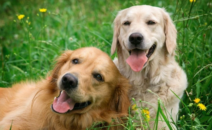 老年犬保健食品