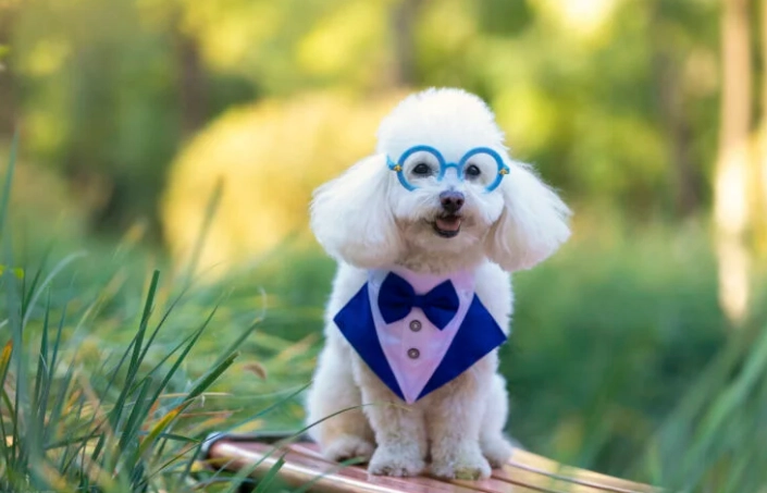 狗狗心臟病藥要吃多久