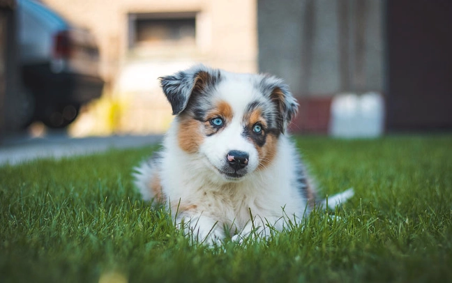 胰臟炎狗飲食 胰臟炎狗飲食