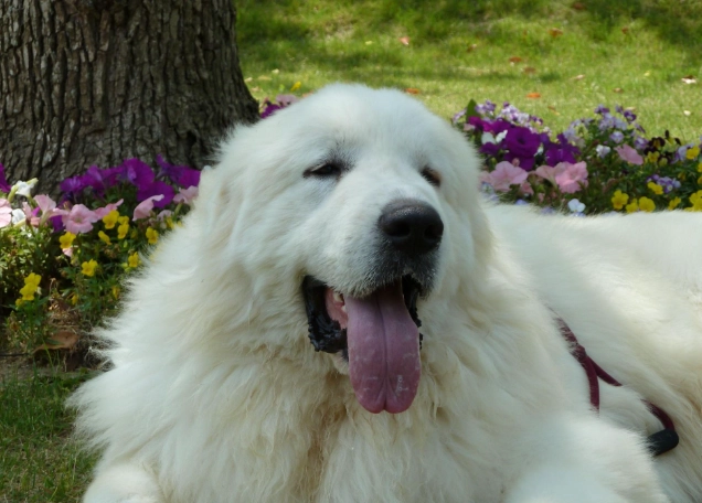 狗狗心脏保健饮食