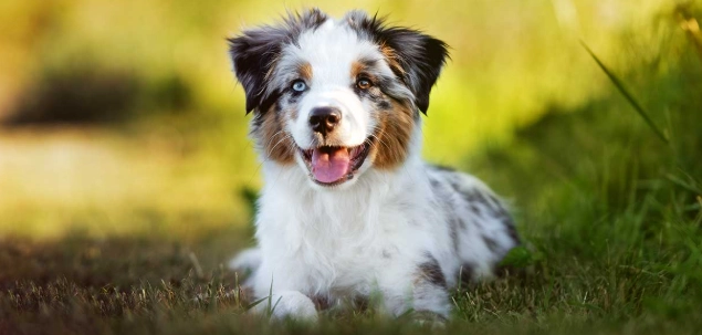 狗耳朵發炎症狀 狗耳朵發炎症狀