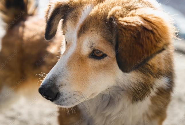狗狗心臟病症狀 狗狗心臟病症狀