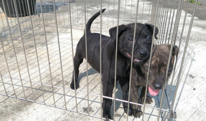 台灣犬幼犬照顧