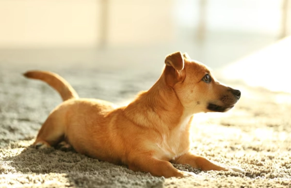 心臟肥大治療 心臟肥大治療