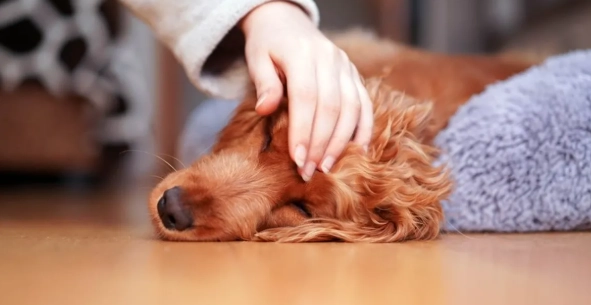 狗狗耳朵癢 狗狗耳朵癢