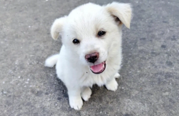 幼犬不喜歡被摸怎麼辦 幼犬不喜歡被摸怎麼辦