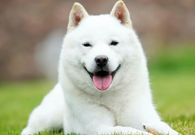 家庭適合中型犬