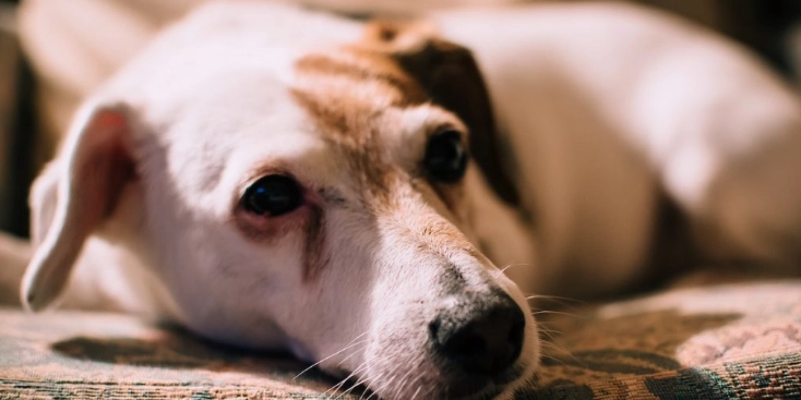 狗腎衰竭治療 狗腎衰竭治療