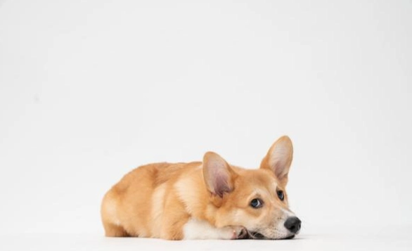 延長柯基犬壽命