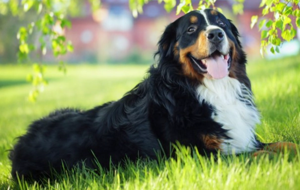 台灣大型犬飼養