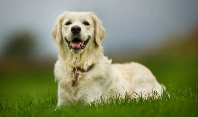 腎衰竭狗狗飲食 腎衰竭狗狗飲食