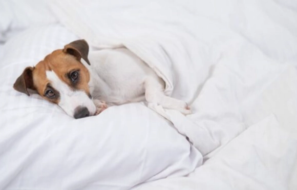 狗狗癲癇症狀 狗狗癲癇症狀