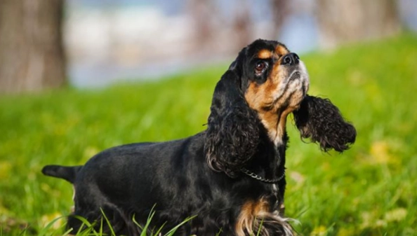 犬隻後腳無力治療 犬隻後腳無力治療