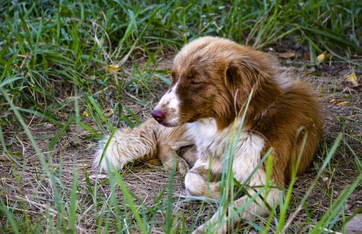 狗公園推薦 狗公園推薦