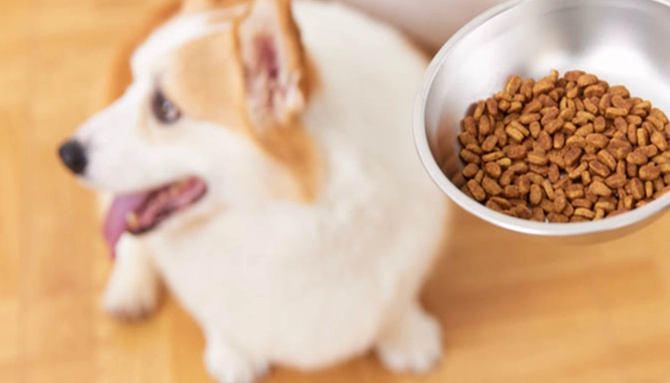 幼犬訓練項目 幼犬訓練項目