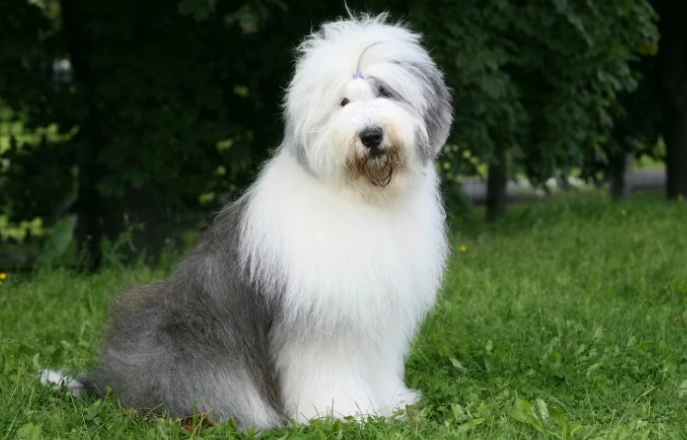 狗狗心臟病症狀