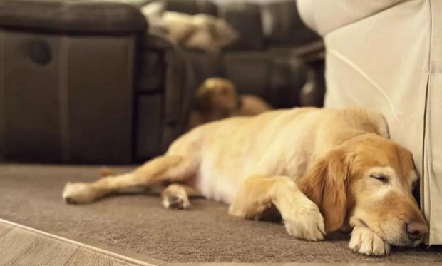 狗癲癇營養管理 狗癲癇營養管理