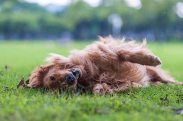 狗狗耳朵癢 狗狗耳朵癢