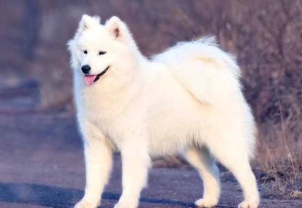 狗狗心臟病原因