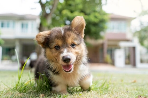 狗狗胰臟炎症狀 狗狗胰臟炎症狀