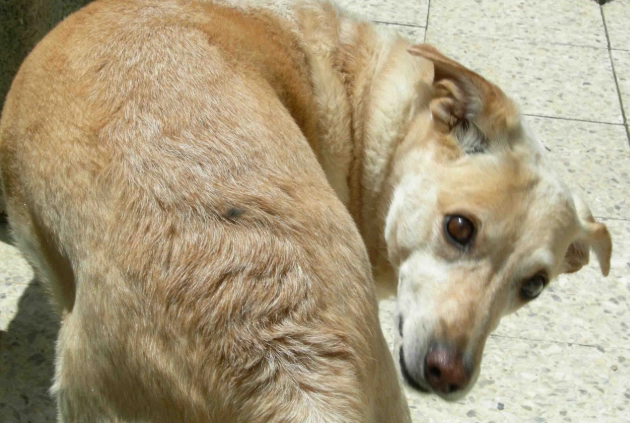 老年狗癲癇治療 老年狗癲癇治療