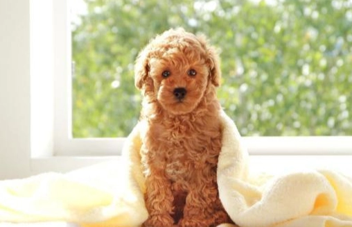 狗狗心臟病停藥