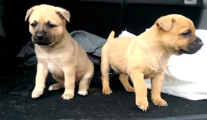 小型米克斯犬 小型米克斯犬