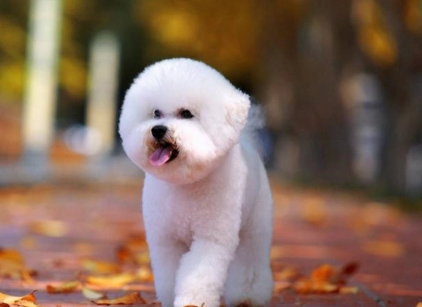 心絲蟲治療老狗