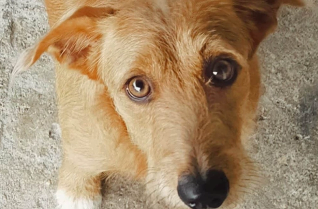 老狗癲癇 老狗癲癇