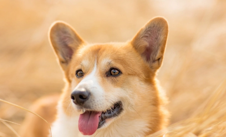 狗耳朵清潔步驟 狗耳朵清潔步驟