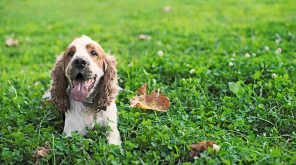 犬隻後腳無力治療 犬隻後腳無力治療