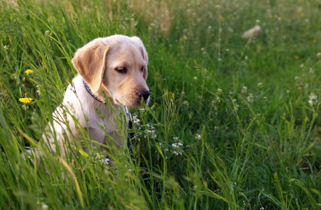 台北狗草地 台北狗草地