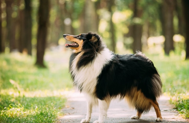 狗耳朵發炎症狀 狗耳朵發炎症狀