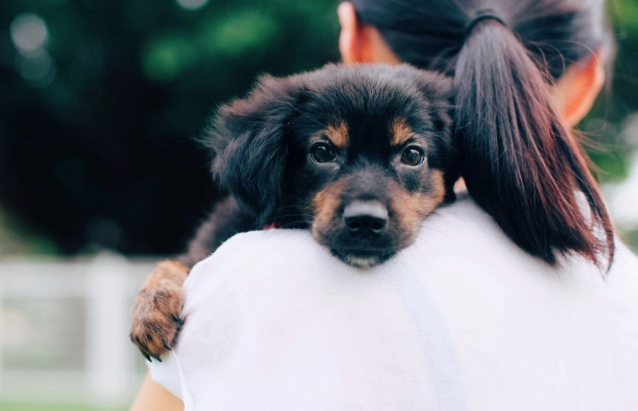 一個月幼犬 一個月幼犬