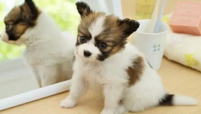 狗抽搐處理 狗抽搐處理