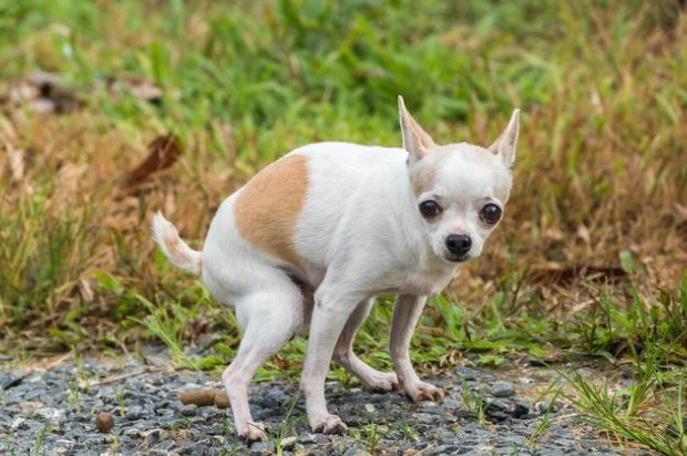 狗行為異常 狗行為異常