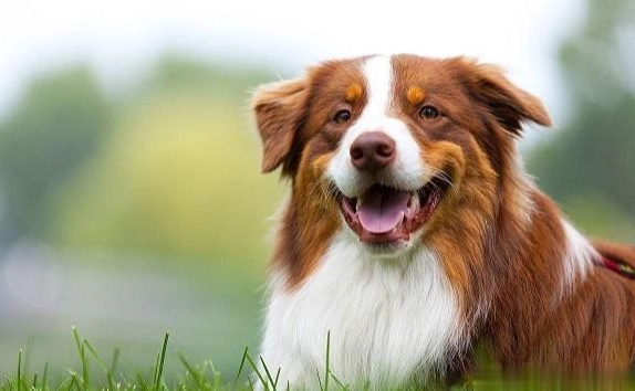 狗心臟病 照顧 狗心臟病 照顧