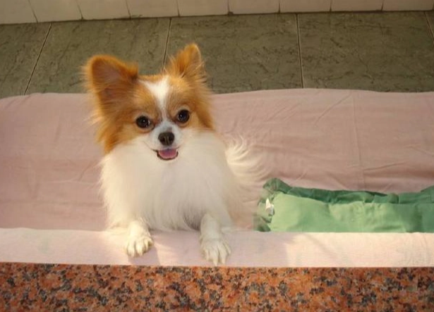 心絲蟲治療費用