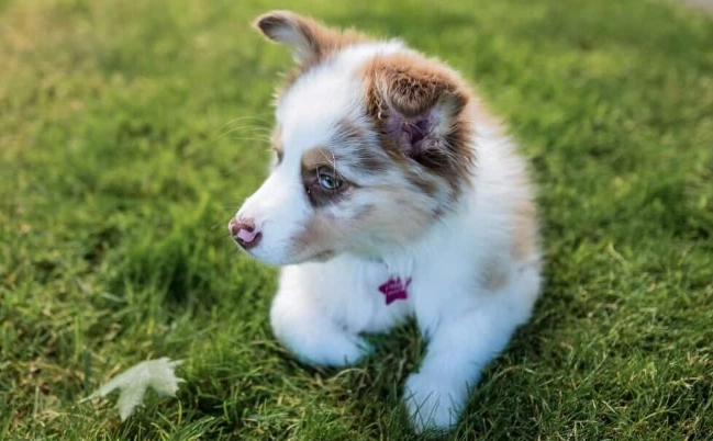 狗鮮食製作 狗鮮食製作