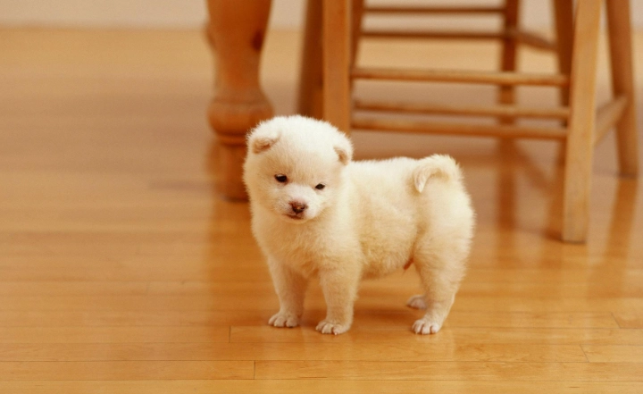 狗胰臟炎飲食 狗胰臟炎飲食