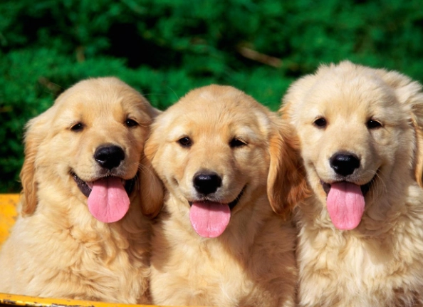 狗胰臟炎可以吃的水果 狗胰臟炎可以吃的水果