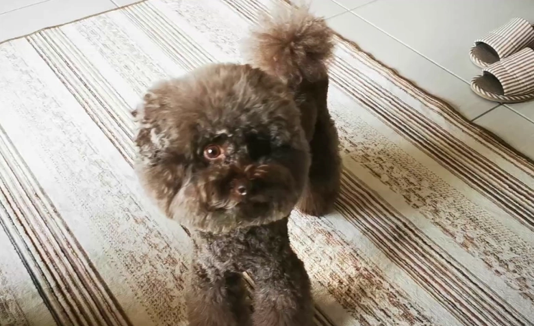 狗行為異常 狗行為異常