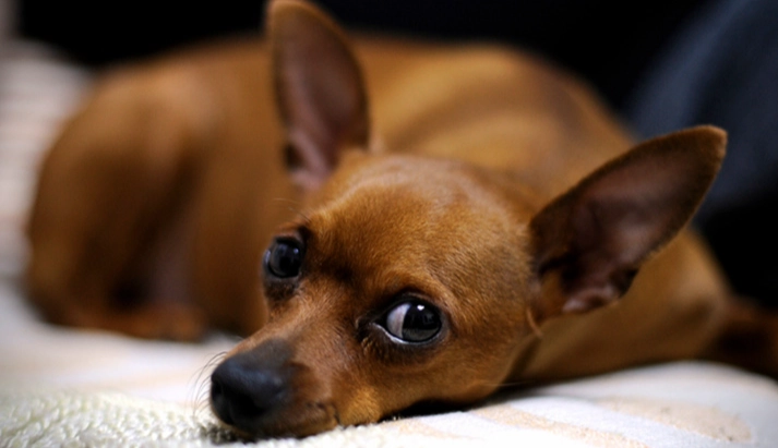 狗耳朵癢甩頭 狗耳朵癢甩頭