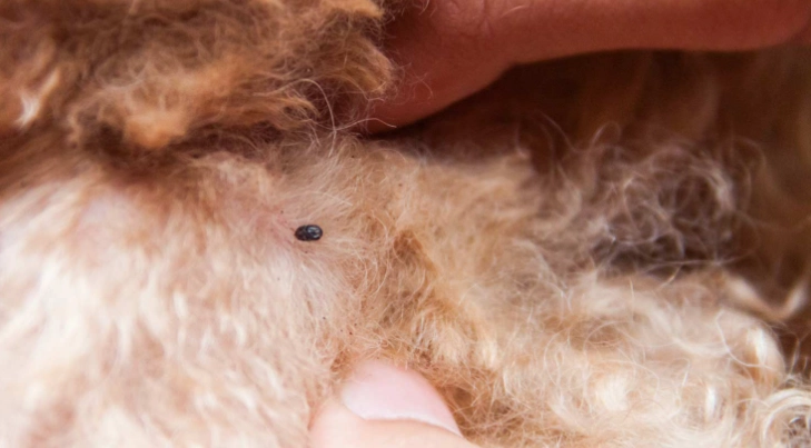 如何預防壁蝨 如何預防壁蝨