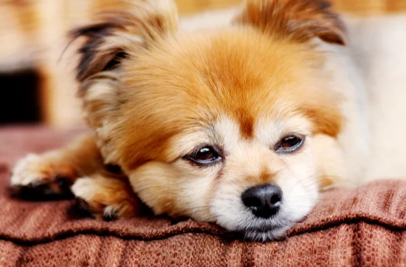 狗胰臟炎飲食 狗胰臟炎飲食