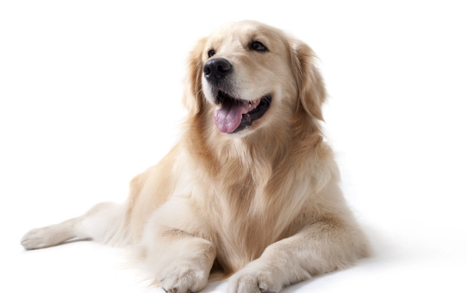 胰臟炎症狀 胰臟炎症狀