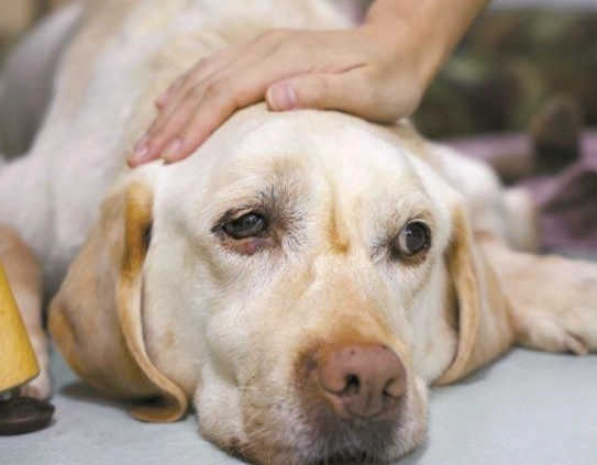 闻嗅療法 闻嗅療法