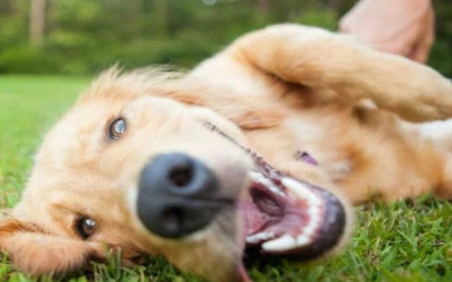 耳蟎治療 耳蟎治療