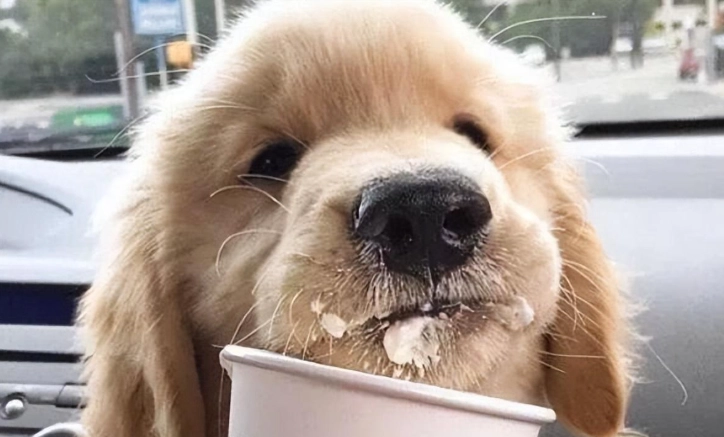 老狗可以喝牛奶嗎？獸醫解析老年犬飲用牛奶的風險與替代方案